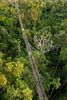 Rainforest Canopy Walkway, Sacha Lodge, Napo River, Coca, Ecuador