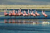 Flamingo Excursion, Tierra Atacama Hotel & Spa, San Pedro de Atacama, Chile Flamingo Excursion, Tierra Atacama Hotel & Spa, San Pedro de Atacama, Chile