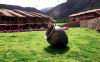 Garden View, Casa Andina Private Collection Hotel, Sacred Valley, Peru
