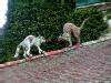 Stone Cats on Roof, Estancia Villa Maria, Maximo Paz, Argentina