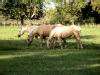 Horses, Estancia Villa Maria, Maximo Paz, Argentina