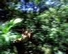 Forest Canopy Zip Line, Four Seasons Luxury Resort Hotel, Peninsula Papagayo, Costa Rica