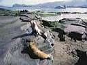 Sea Lions, Galapagos Islands