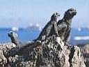 Marine Iguanas, Galapagos Islands